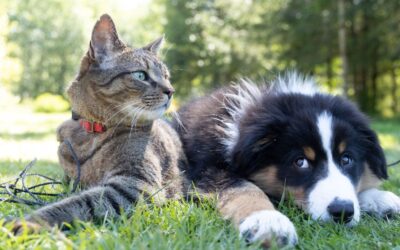 Pets in sectional title schemes